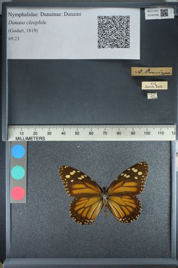 Media type: image;   Entomology 165358
